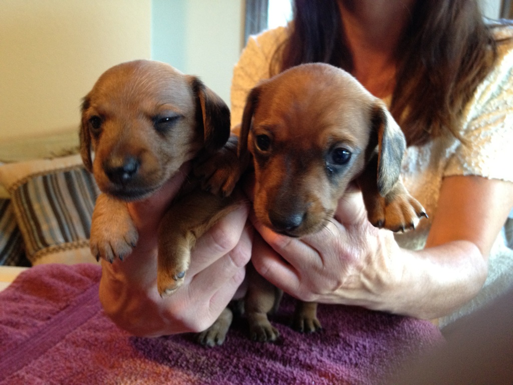 4 week old dachshund puppies